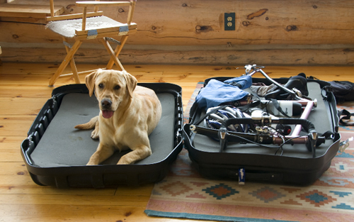 Pukka in suitcase
