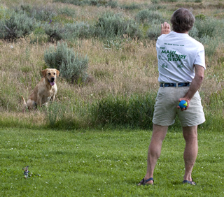 Ted dog training