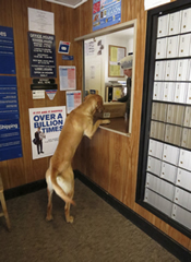 Pukka at Post Office
