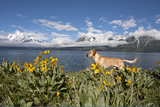 Pukka at Jackson Lake