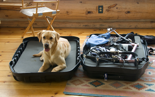 Pukka in suitcase